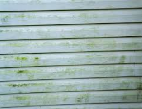 Mildew & Mold | Common Painting Problems